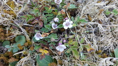 Phacelia platycarpa