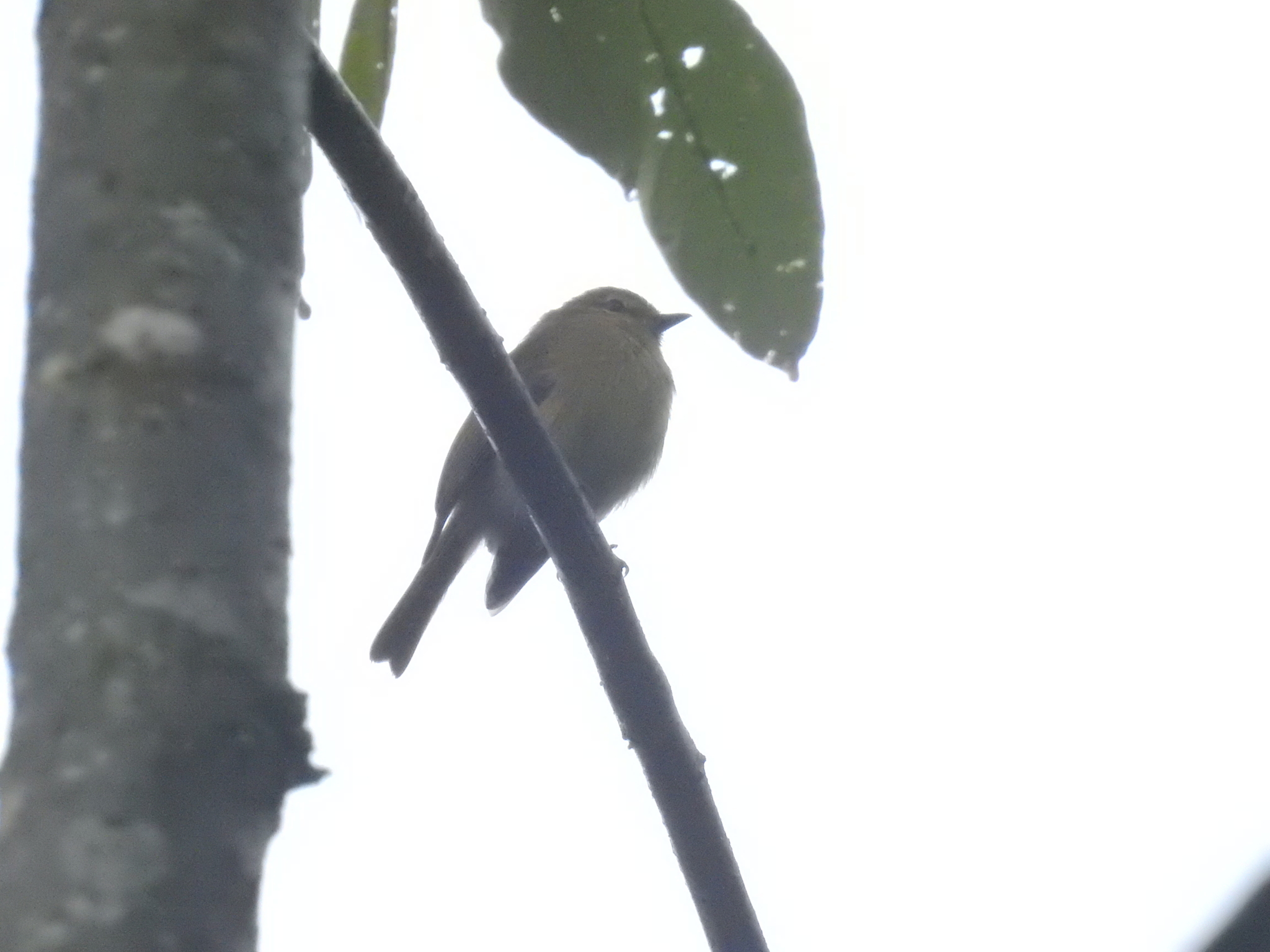 Flavescent Flycatcher (Myiophobus flavicans), photo 1