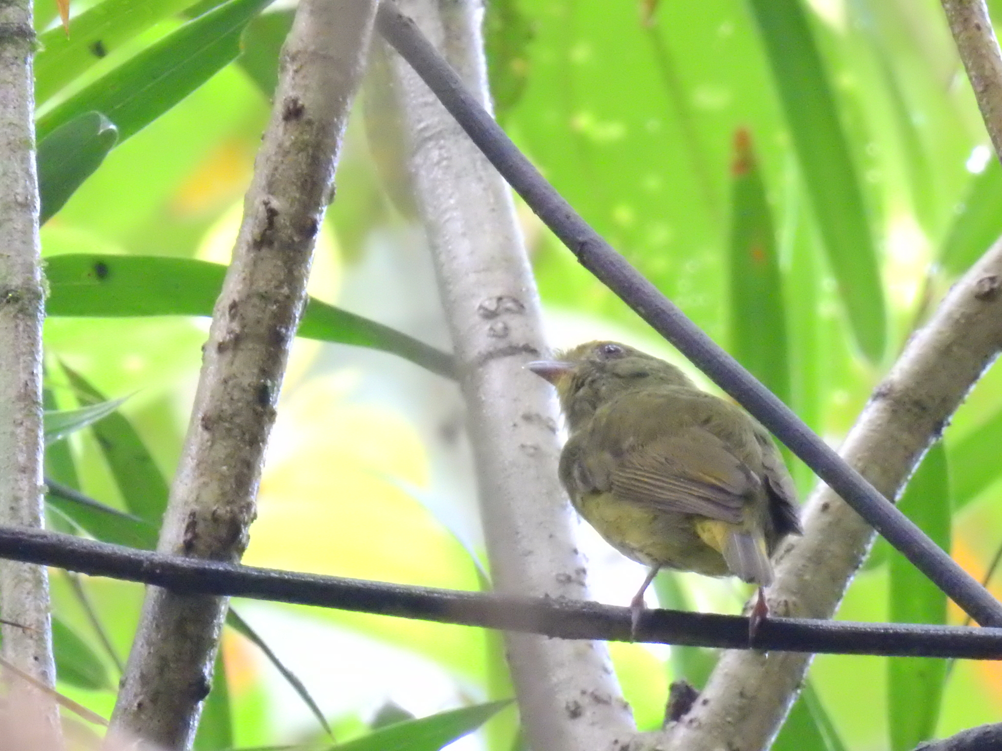 Golden-winged Manakin (Masius chrysopterus), photo 10