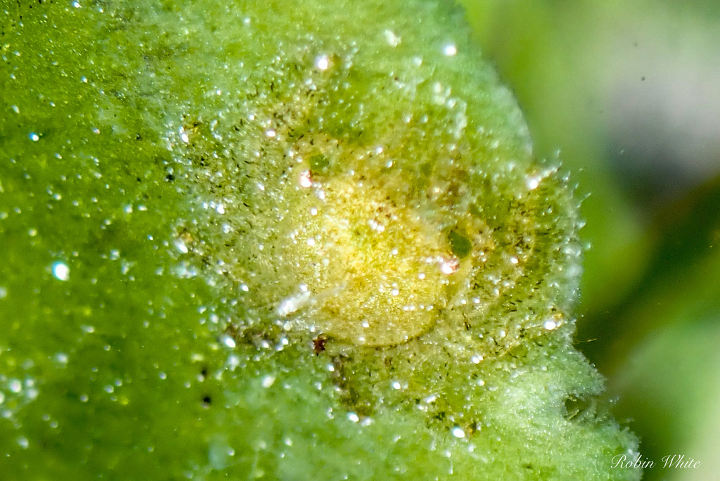 Thersandrus compressus