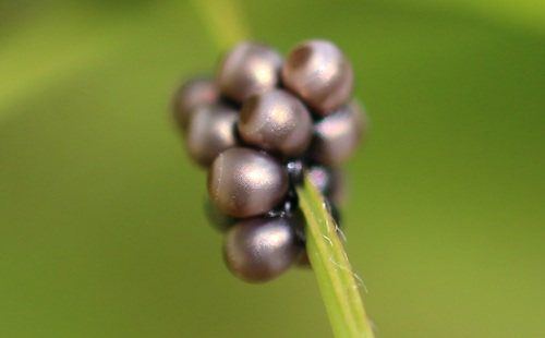 Graue Gartenwanze
