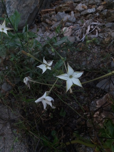 Nicotiana longiflora iNat (3)