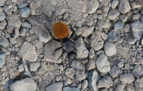 Dasymutilla vestita