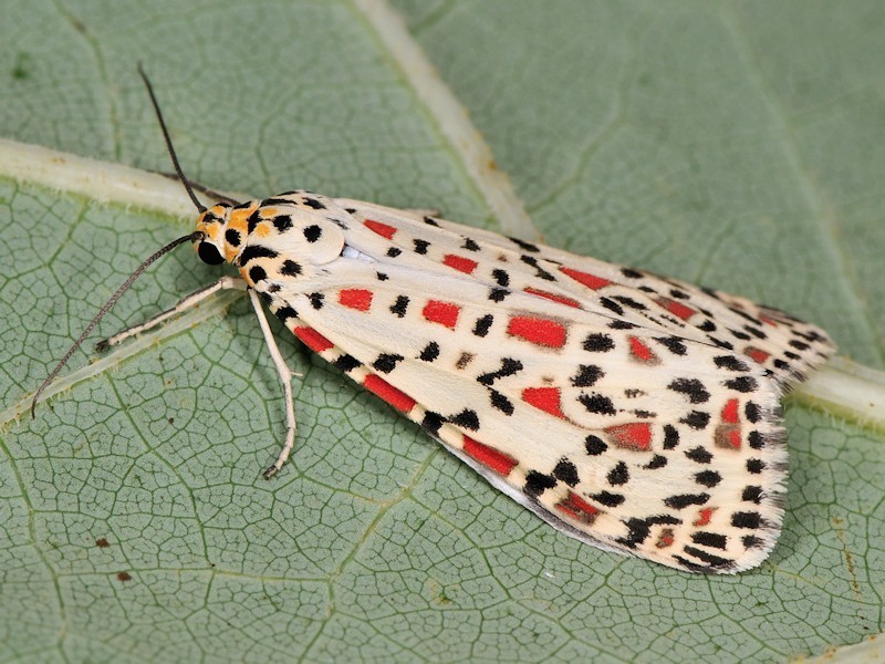 Rattlepod Moths