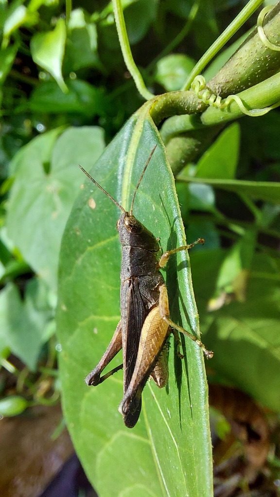 Orphula annectens