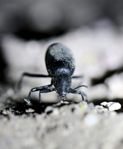 Eleodes spinipes