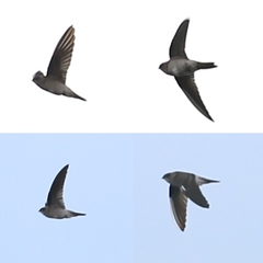 Aerodramus brevirostris