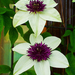 Clematis florida - Photo (c) H. Zell，保留部份權利CC BY-SA