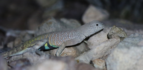 Greater Earless Lizard