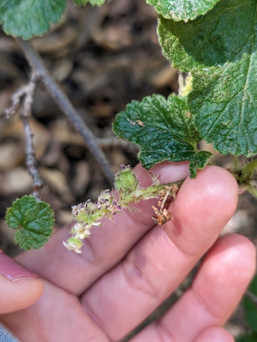 Moreno currant (Ribes canthariforme)
