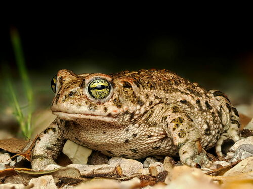 Natterjack Toad