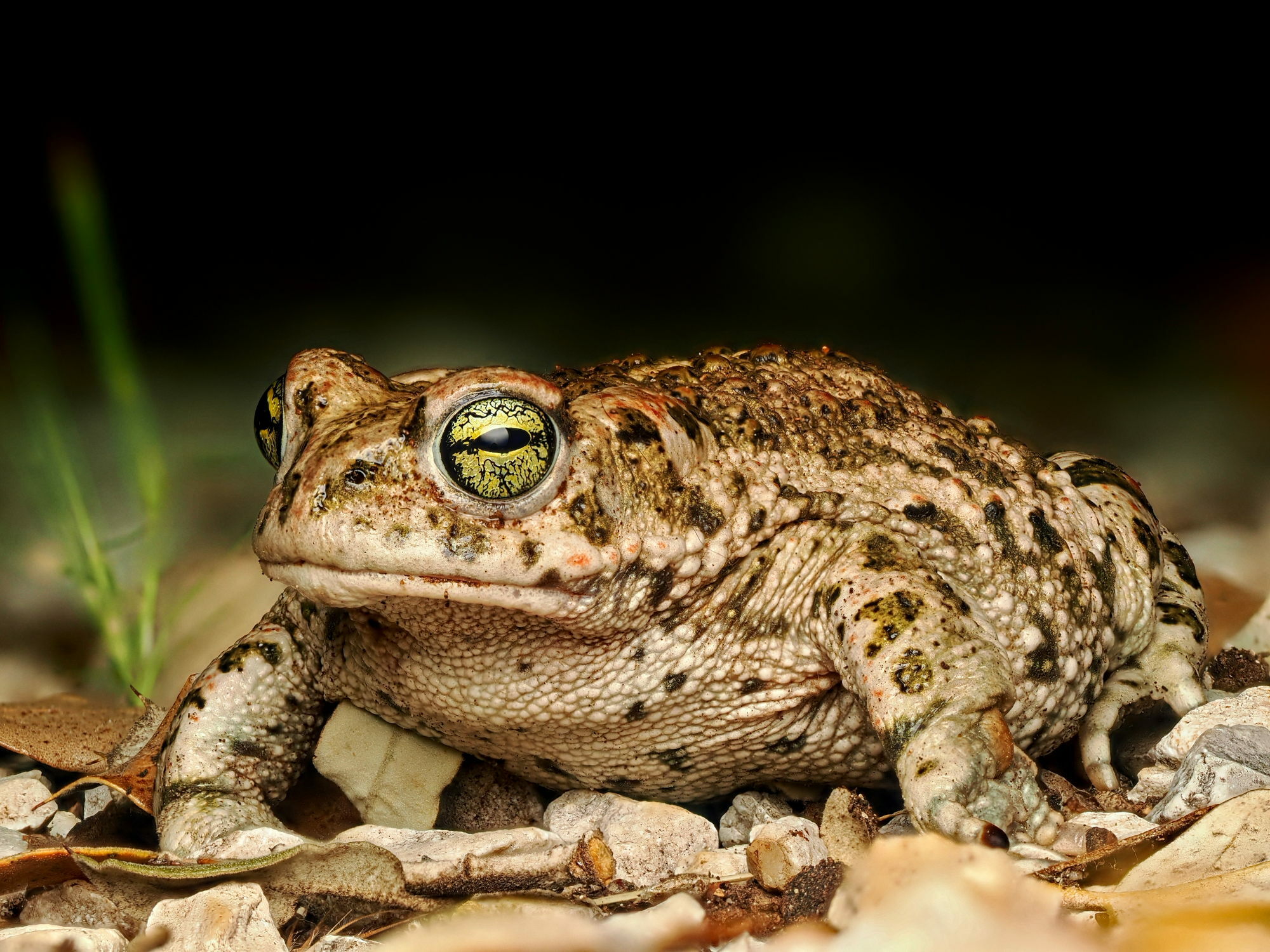 Crapaud calamite (adulte)