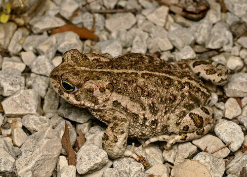 Natterjack Toad
