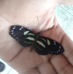 Heliconius atthis