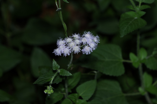 Ageratum houstonianum