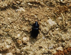 Coleoptera