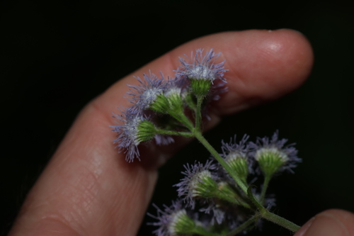 Ageratum houstonianum