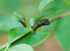 Apareophora forsythiae