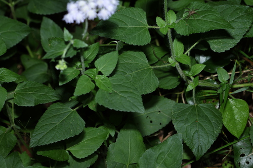 Ageratum houstonianum