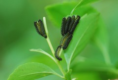 Apareophora forsythiae