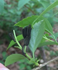 Apareophora forsythiae