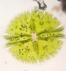 Micrasterias rotata
