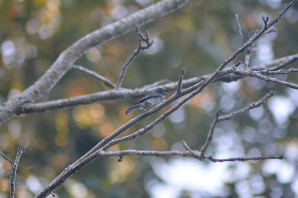 Pewees from CouvaTabaquiteTalparo Regional Corporation, Trinidad and