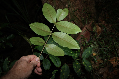 Image of Flindersia bennettii by (c) Greg Tasney, some rights reserved (CC BY-SA)