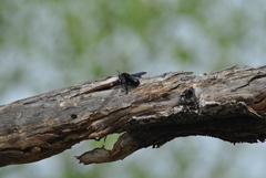 Xylocopa