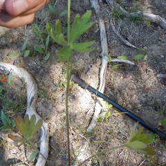 Delphinium depauperatum