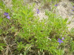 Triodanis biflora