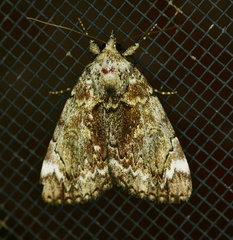 Catocala minuta