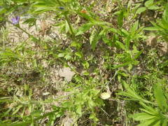 Triodanis biflora