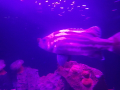 Striped Giant Sea Bass photo 4
