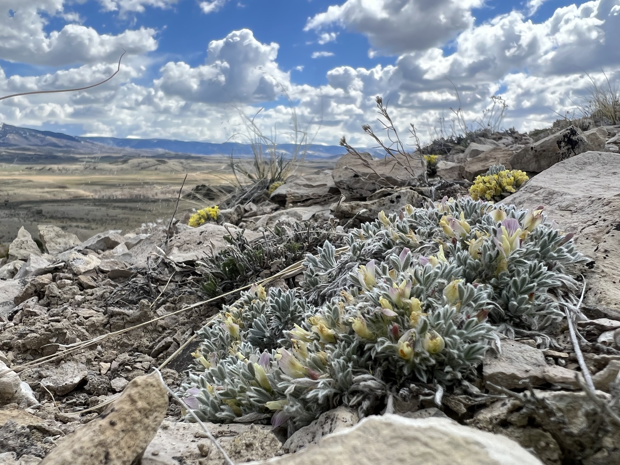 Astragalus proimanthus