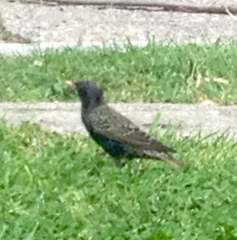 Sturnus vulgaris