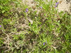 Triodanis biflora