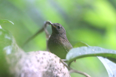 Pnoepyga pusilla