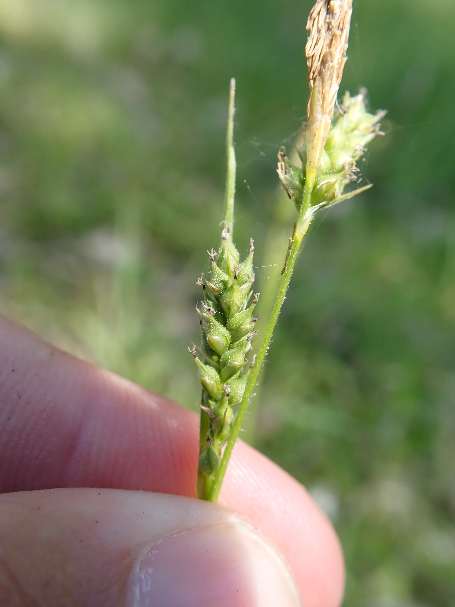 Carex hirtissima