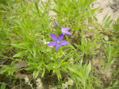Triodanis biflora