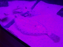 Roughscale Sole photo 2