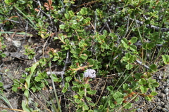 Ceanothus decornutus