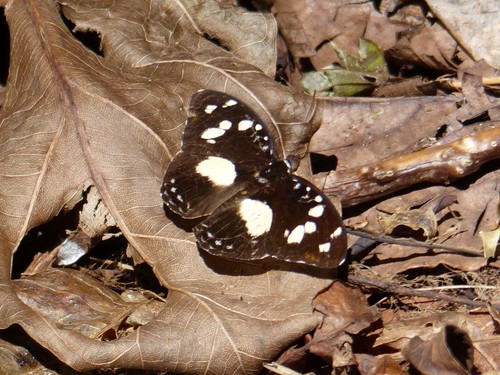 Forest Glade Nymph