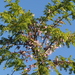 Poitea florida - Photo (c) TreeWorld Wholesale,  זכויות יוצרים חלקיות (CC BY)