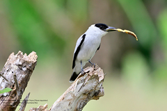 Black-Crowned Tityra photo 2