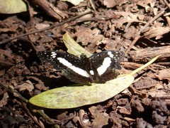 Euptera kinugnana