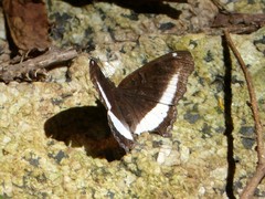Eurytela hiarbas