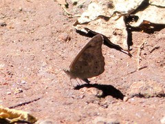 Sevenia morantii