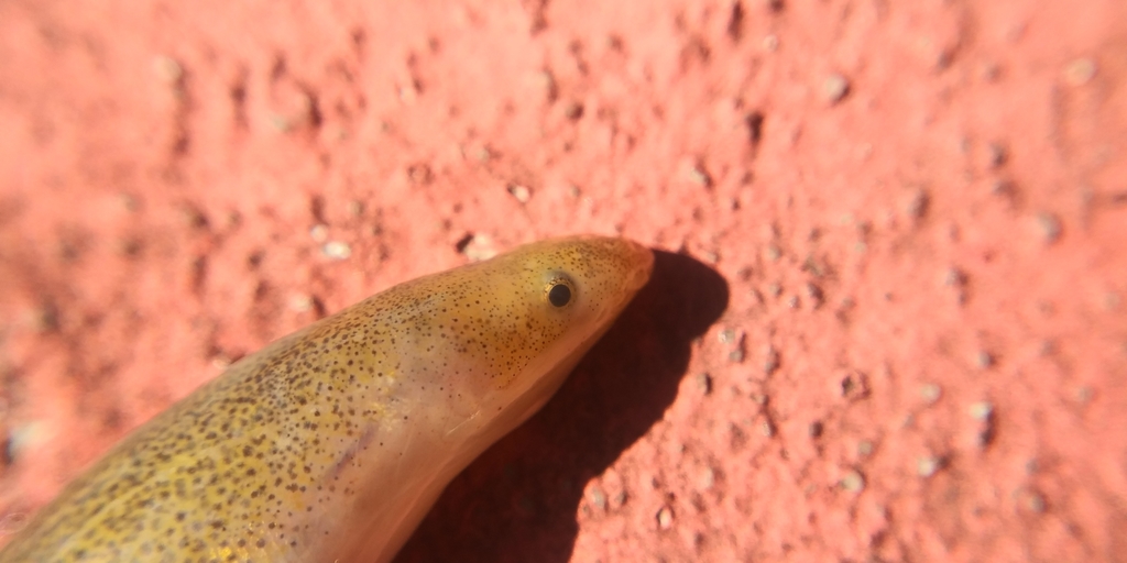 Gespikkelde wormaal (Myrophis punctatus) — Ophichthidae