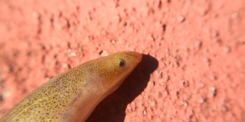 Speckled worm eel (Myrophis punctatus) — Ophichthidae